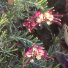 Grevillea lanigera (Woolly Grevillea) at Namadgi National Park - 15 Nov 2004 by BettyDonWood