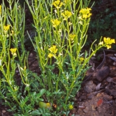 Barbarea verna (Wintercress, American Cress) at Namadgi National Park - 27 Oct 2004 by BettyDonWood