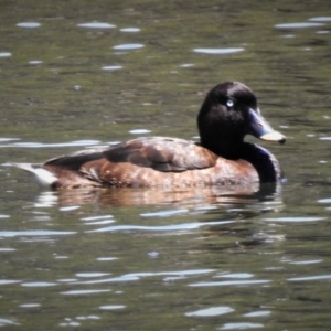 Aythya australis at Paddys River, ACT - 29 Dec 2018