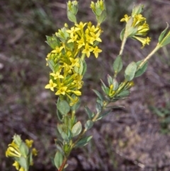 Pimelea curviflora var. acuta at Namadgi National Park - 22 Nov 2004 by BettyDonWood