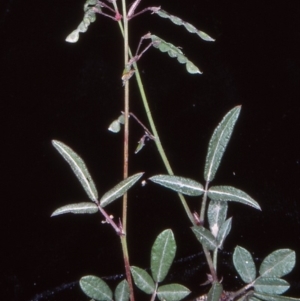 Grona varians at Bullen Range - 10 Nov 2004 12:00 AM