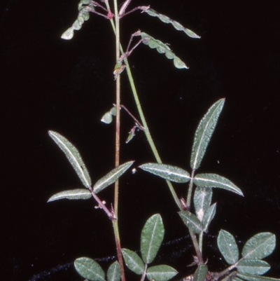 Grona varians (Slender Tick-Trefoil) at Bullen Range - 9 Nov 2004 by BettyDonWood