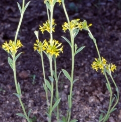 Pimelea curviflora var. sericea (Curved Riceflower) at Bullen Range - 9 Nov 2004 by BettyDonWood