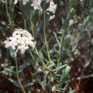 Pimelea linifolia subsp. caesia at Tennent, ACT - 8 Nov 2004