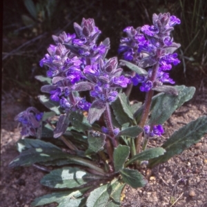 Ajuga australis at Namadgi National Park - 29 Oct 2004 12:00 AM