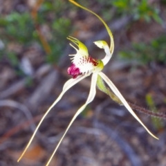 Caladenia atrovespa (Green-comb Spider Orchid) at Namadgi National Park - 14 Nov 2001 by BettyDonWood