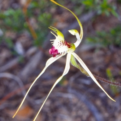Caladenia atrovespa (Green-comb Spider Orchid) at Namadgi National Park - 14 Nov 2001 by BettyDonWood