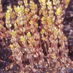 Crassula sieberiana (Austral Stonecrop) at Namadgi National Park - 25 Oct 2004 by BettyDonWood