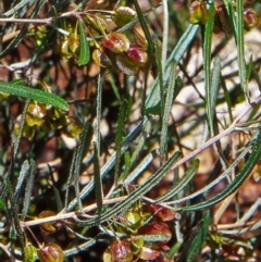 Dodonaea viscosa subsp. angustissima (Hop Bush) at Namadgi National Park - 22 Oct 2004 by BettyDonWood