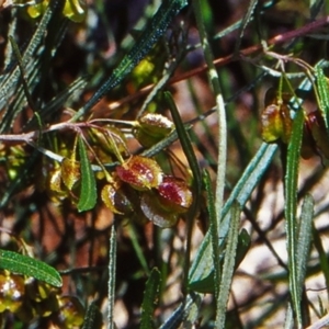 Dodonaea viscosa subsp. angustissima at Namadgi National Park - 23 Oct 2004 12:00 AM