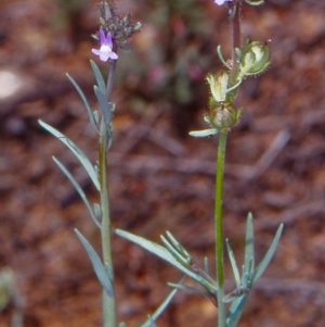 Linaria arvensis at Namadgi National Park - 29 Oct 2004 12:00 AM