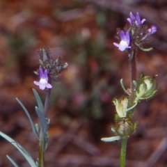 Linaria arvensis at Namadgi National Park - 29 Oct 2004 12:00 AM