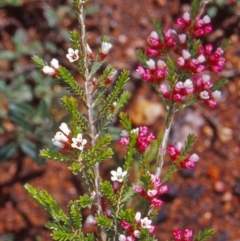 Micromyrtus ciliata (Fringed Heath-myrtle) at Namadgi National Park - 23 Oct 2004 by BettyDonWood