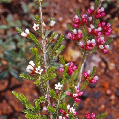 Micromyrtus ciliata (Fringed Heath-myrtle) at Namadgi National Park - 23 Oct 2004 by BettyDonWood