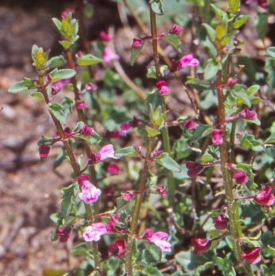 Scutellaria humilis (Dwarf Skullcap) at Namadgi National Park - 27 Oct 2004 by BettyDonWood