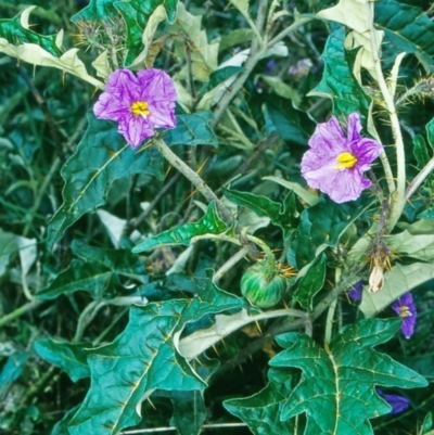 Solanum cinereum (Narrawa Burr) at Namadgi National Park - 22 Oct 2004 by BettyDonWood