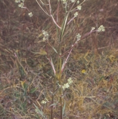 Crepis capillaris (Smooth Hawksbeard) at North West Rural Canberra, ACT - 13 Dec 2001 by BettyDonWood