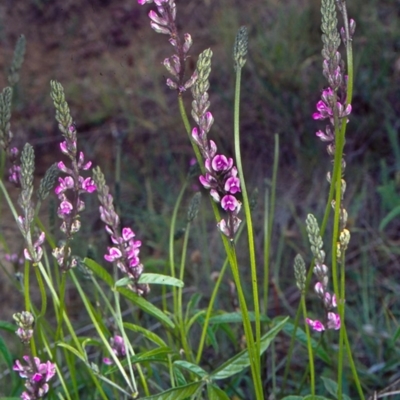 Cullen microcephalum (Dusky Scurf-pea) at North West Rural Canberra, ACT - 11 Dec 2001 by BettyDonWood