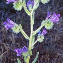 Echium plantagineum (Paterson's Curse) at North West Rural Canberra, ACT - 31 Oct 2002 by BettyDonWood