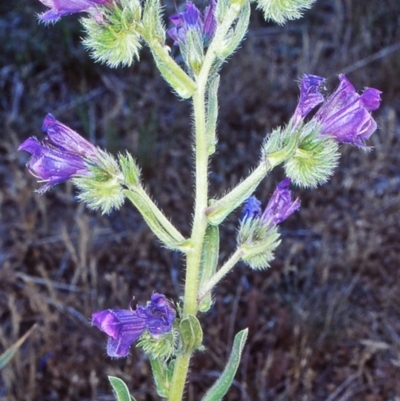 Echium plantagineum (Paterson's Curse) at North West Rural Canberra, ACT - 31 Oct 2002 by BettyDonWood