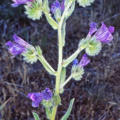 Echium plantagineum (Paterson's Curse) at North West Rural Canberra, ACT - 1 Nov 2002 by BettyDonWood