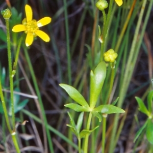 Ranunculus papulentus at Undefined Area - 11 Dec 2001