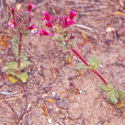 Parentucellia latifolia (Red Bartsia) at Molonglo Valley, ACT - 23 Oct 2002 by BettyDonWood