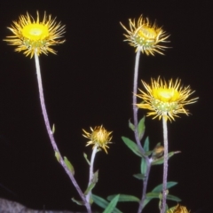 Coronidium oxylepis subsp. lanatum (Woolly Pointed Everlasting) at Bruce, ACT - 27 Nov 2004 by BettyDonWood