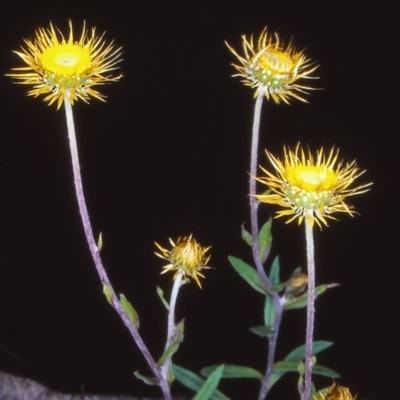 Coronidium oxylepis subsp. lanatum (Woolly Pointed Everlasting) at Bruce Ridge to Gossan Hill - 26 Nov 2004 by BettyDonWood