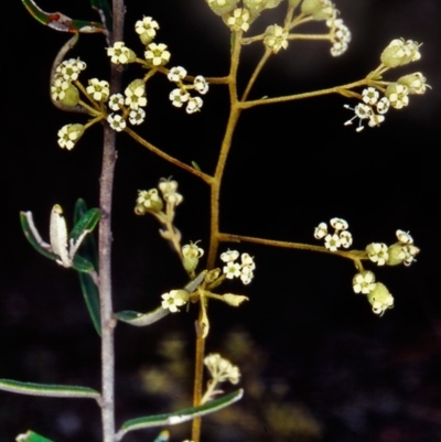 Astrotricha ledifolia (Common Star-hair) at Black Mountain - 2 Dec 2001 by BettyDonWood