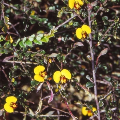 Bossiaea buxifolia (Matted Bossiaea) at Black Mountain - 30 Nov 2001 by BettyDonWood