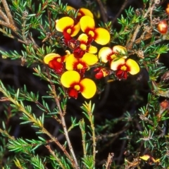 Dillwynia phylicoides (A Parrot-pea) at Black Mountain - 30 Nov 2001 by BettyDonWood