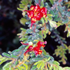 Grevillea alpina at Black Mountain - 1 Dec 2001