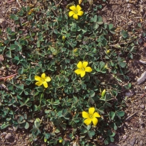 Oxalis exilis at Black Mountain - 5 Apr 2002 12:00 AM