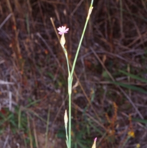 Petrorhagia nanteuilii at Black Mountain - 8 Dec 2001