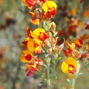 Mirbelia oxylobioides at Black Mountain - 1 Dec 2001 12:00 AM