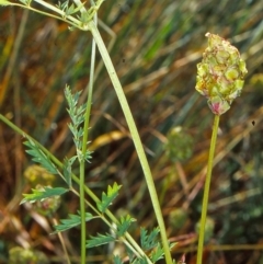 Sanguisorba minor (Salad Burnet, Sheep's Burnet) at Black Mountain - 1 Dec 2001 by BettyDonWood