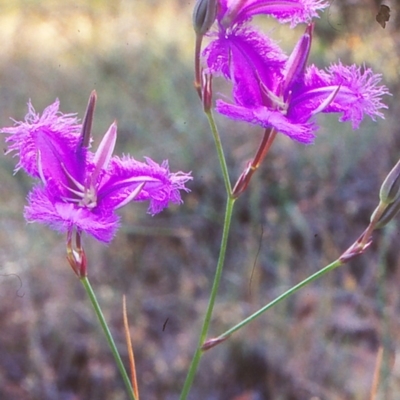 Thysanotus tuberosus subsp. tuberosus (Common Fringe-lily) at Black Mountain - 1 Dec 2001 by BettyDonWood