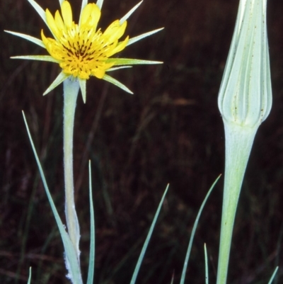 Tragopogon dubius (Goatsbeard) at Black Mountain - 1 Dec 2001 by BettyDonWood