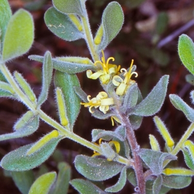 Persoonia rigida (Hairy Geebung) at Black Mountain - 23 Dec 2004 by BettyDonWood