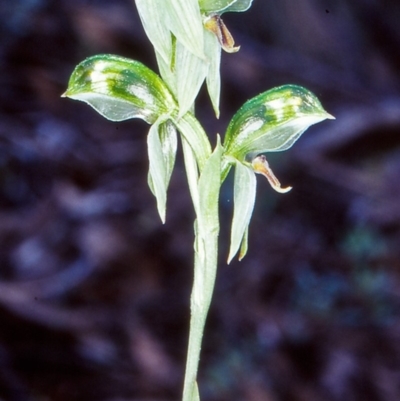Bunochilus umbrinus (ACT) = Pterostylis umbrina (NSW) (Broad-sepaled Leafy Greenhood) by BettyDonWood
