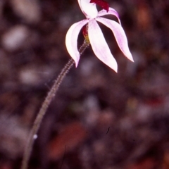 Caladenia congesta (Pink Caps) at Black Mountain - 4 Nov 2002 by BettyDonWood