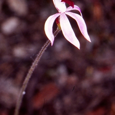 Caladenia congesta (Pink Caps) at Black Mountain - 4 Nov 2002 by BettyDonWood