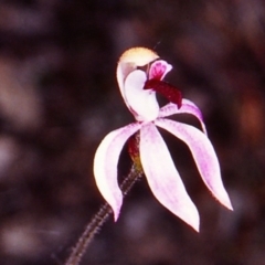 Caladenia congesta at Black Mountain - suppressed