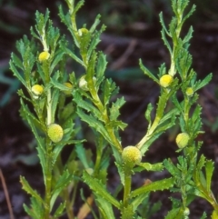 Centipeda cunninghamii (Common Sneezeweed) at Black Mountain - 7 Dec 2001 by BettyDonWood