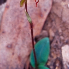 Chiloglottis reflexa (Short-clubbed Wasp Orchid) at Black Mountain - 5 May 2002 by BettyDonWood