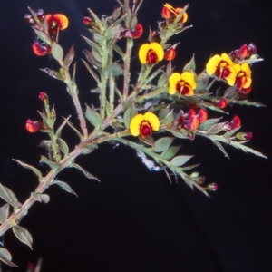 Daviesia ulicifolia subsp. ruscifolia at Black Mountain - 30 Oct 2004