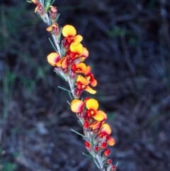 Dillwynia sericea (Egg And Bacon Peas) at Black Mountain - 5 Nov 2004 by BettyDonWood