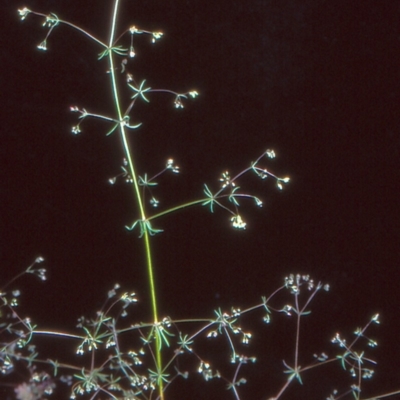 Galium divaricatum (Slender Bedstraw) at Black Mountain - 27 Nov 2004 by BettyDonWood