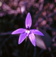 Glossodia major (Wax Lip Orchid) at Black Mountain - 12 Oct 1997 by BettyDonWood